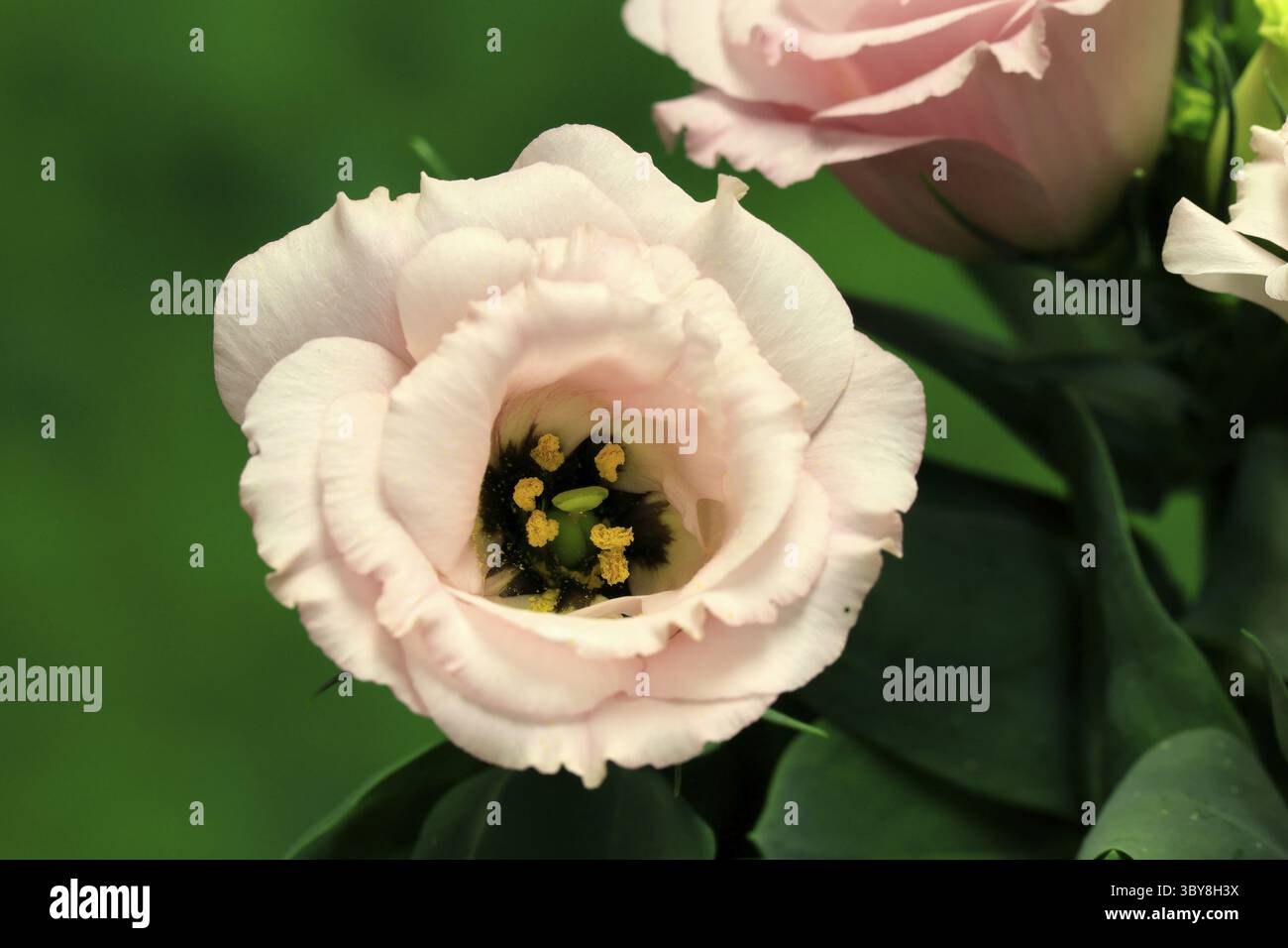 Gentiane des Prairies, Lisianthius, Eustoma, floraison, Allemagne Banque D'Images