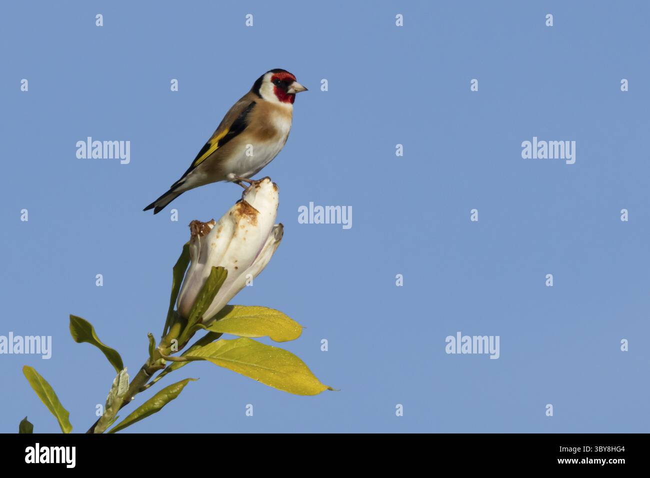 Orfèvrerie européenne (Carduelis carduelis) oiseau adulte sur un jardin fleur d'arbre Magnolia au printemps, Angleterre, Royaume-Uni Banque D'Images