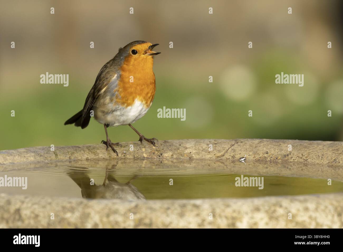 robin européen (Erithacus rubecula) oiseau adulte buvant dans un bain d'oiseau de jardin, Angleterre, Royaume-Uni Banque D'Images
