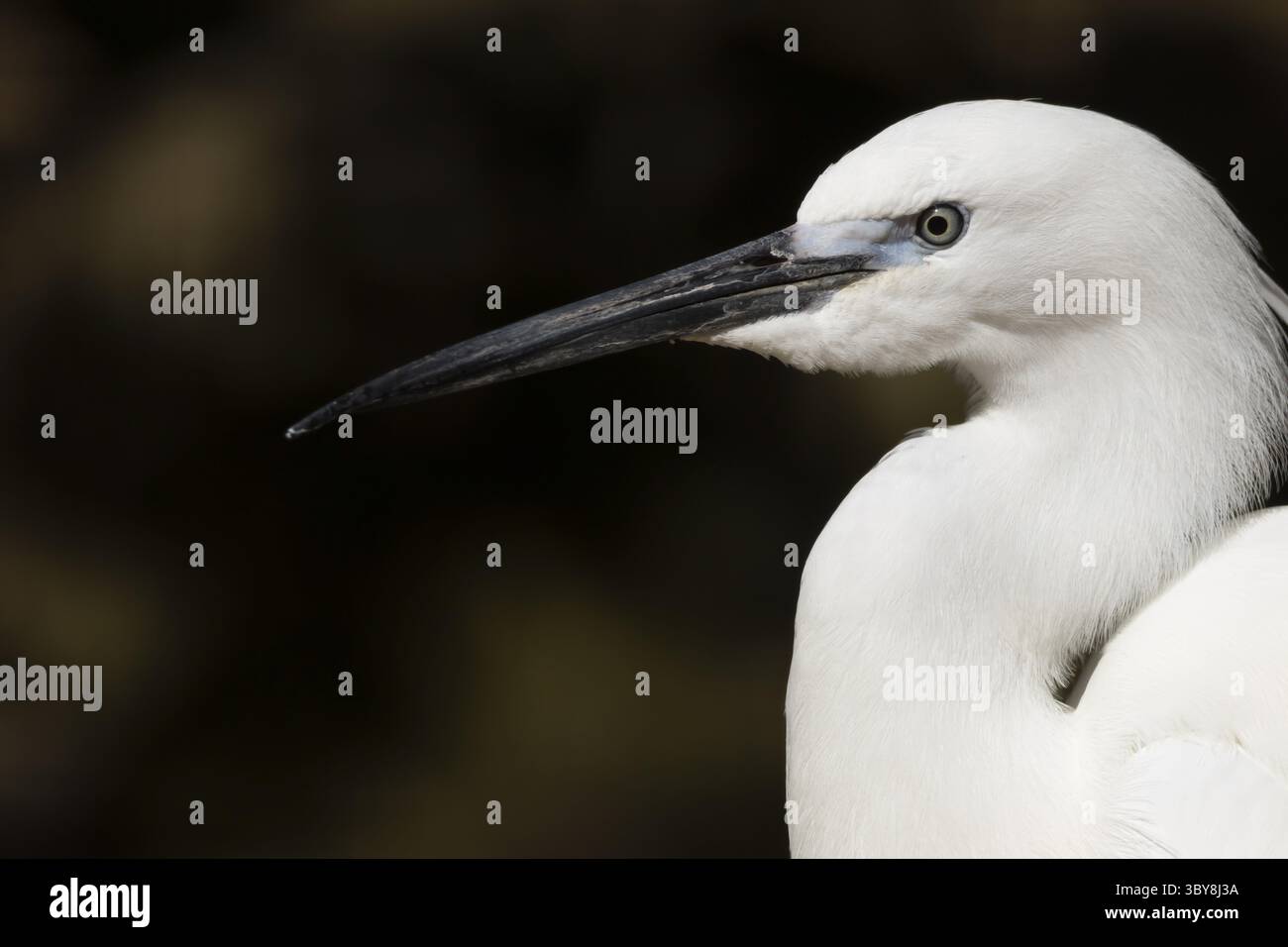 Petite aigrette (Egretta garzetta) portrait de tête d'oiseau adulte, Angleterre, Royaume-Uni Banque D'Images
