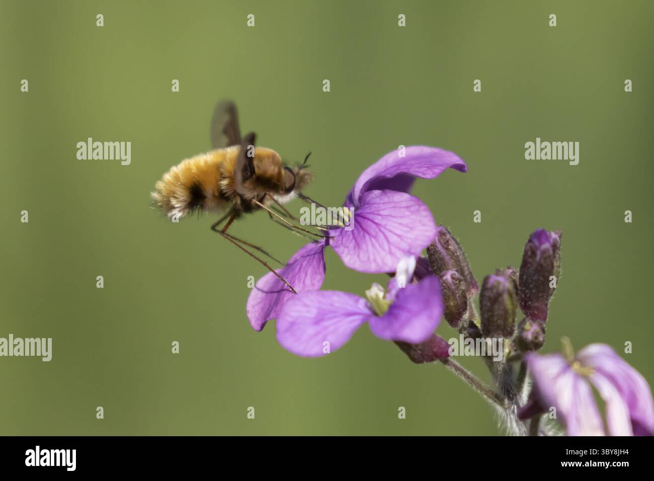 Mouche d'abeille (Bombylius major) insecte adulte se nourrissant de fleurs d'honnêteté au printemps, Angleterre, Royaume-Uni Banque D'Images