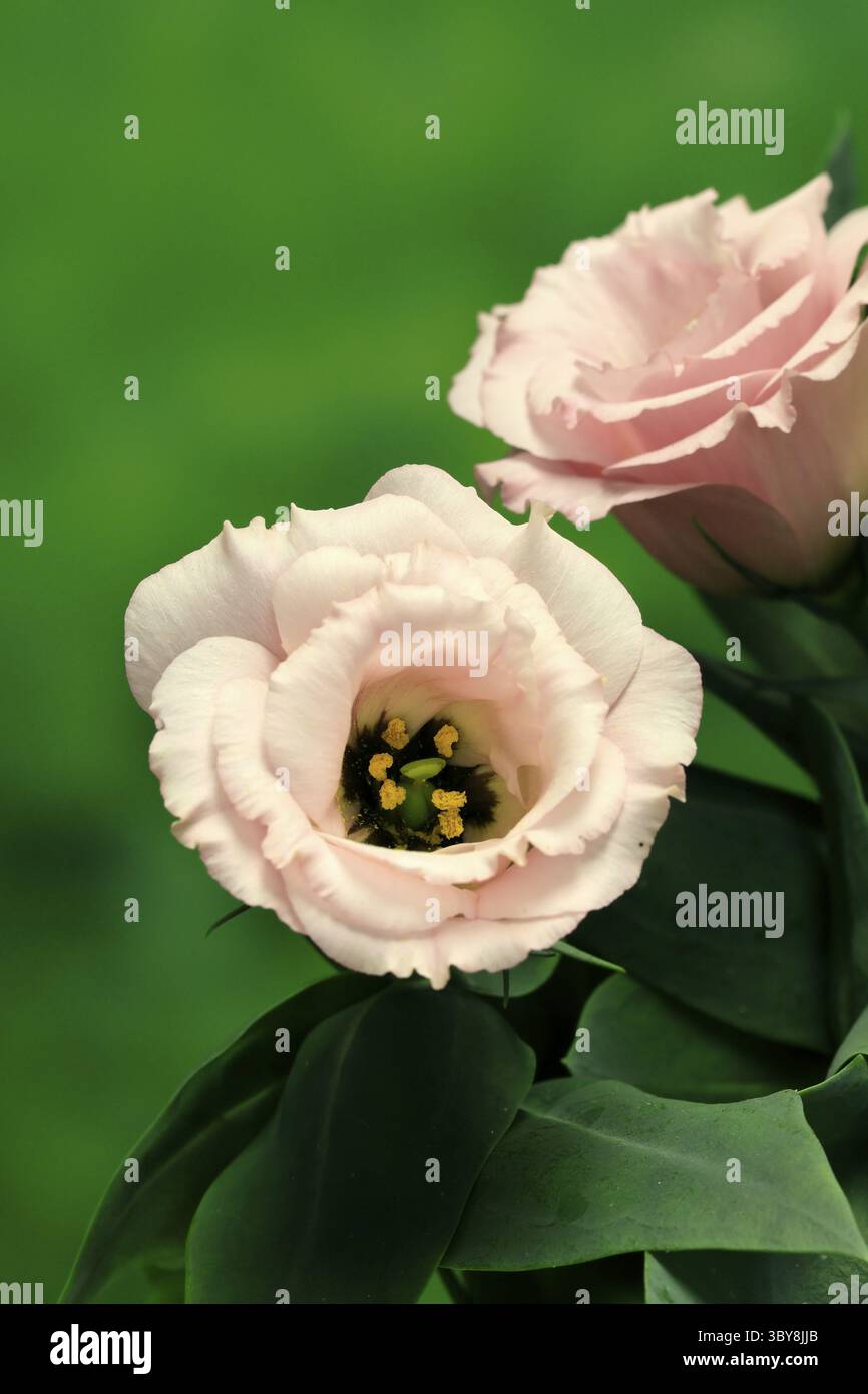 Gentiane des Prairies, Lisianthius, Eustoma, floraison, Allemagne Banque D'Images