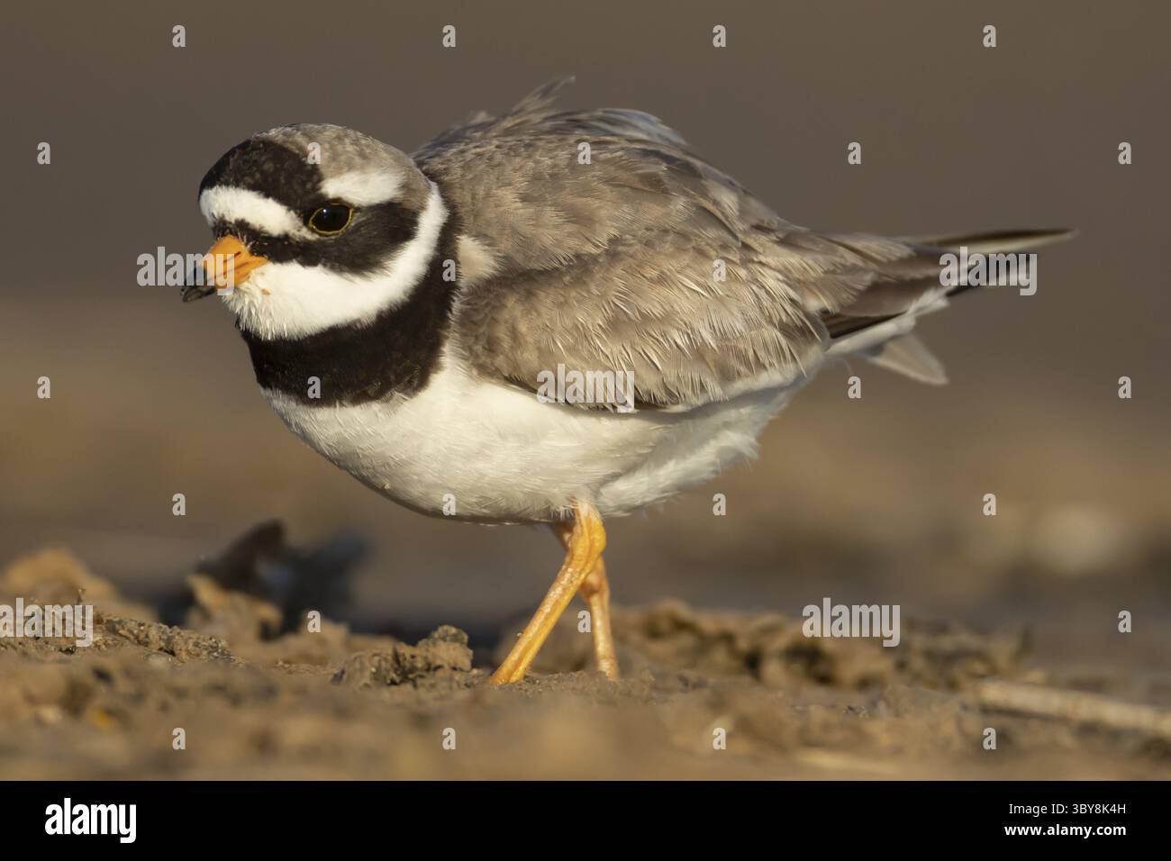 Pluvier annelé (Charadrius hiaticula) échassier adulte sur une plage, Angleterre, Royaume-Uni Banque D'Images