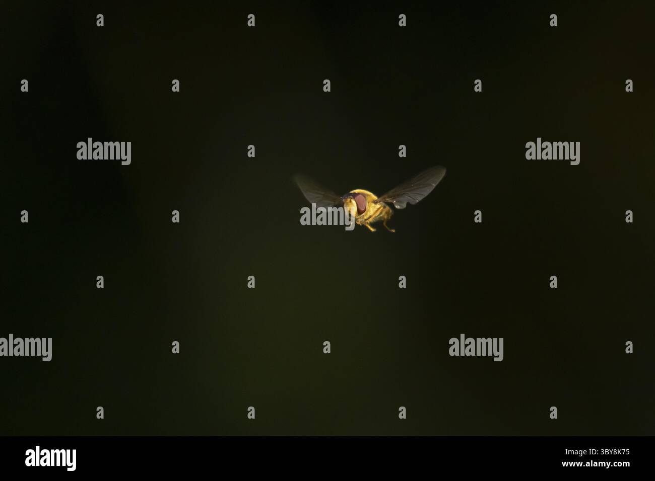 mouche aérienne (Eupeodes corollae) adulte volant, Angleterre, Royaume-Uni Banque D'Images