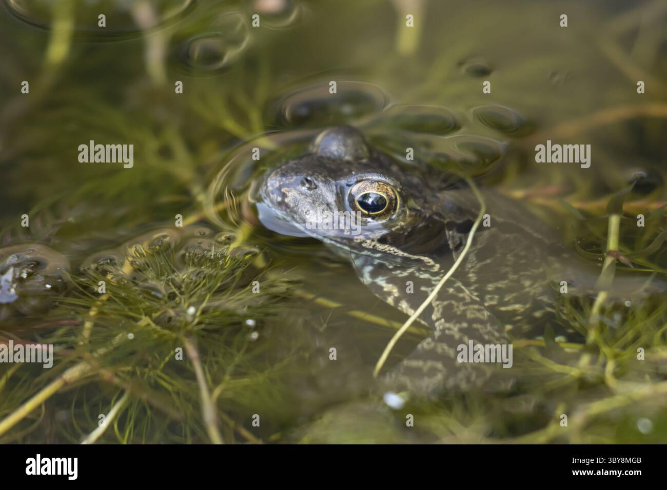 Grenouille commune (Rana temporaria) amphibien adulte dans un étang de jardin, Angleterre, Royaume-Uni Banque D'Images