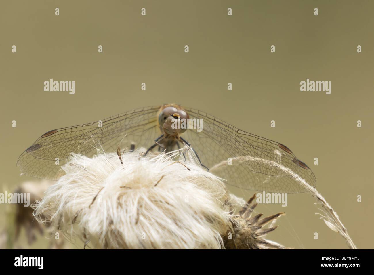 Libellule dard commun (Sympetrum striolatum) insecte adulte reposant sur une tête de semis de plante, Angleterre, Royaume-Uni Banque D'Images