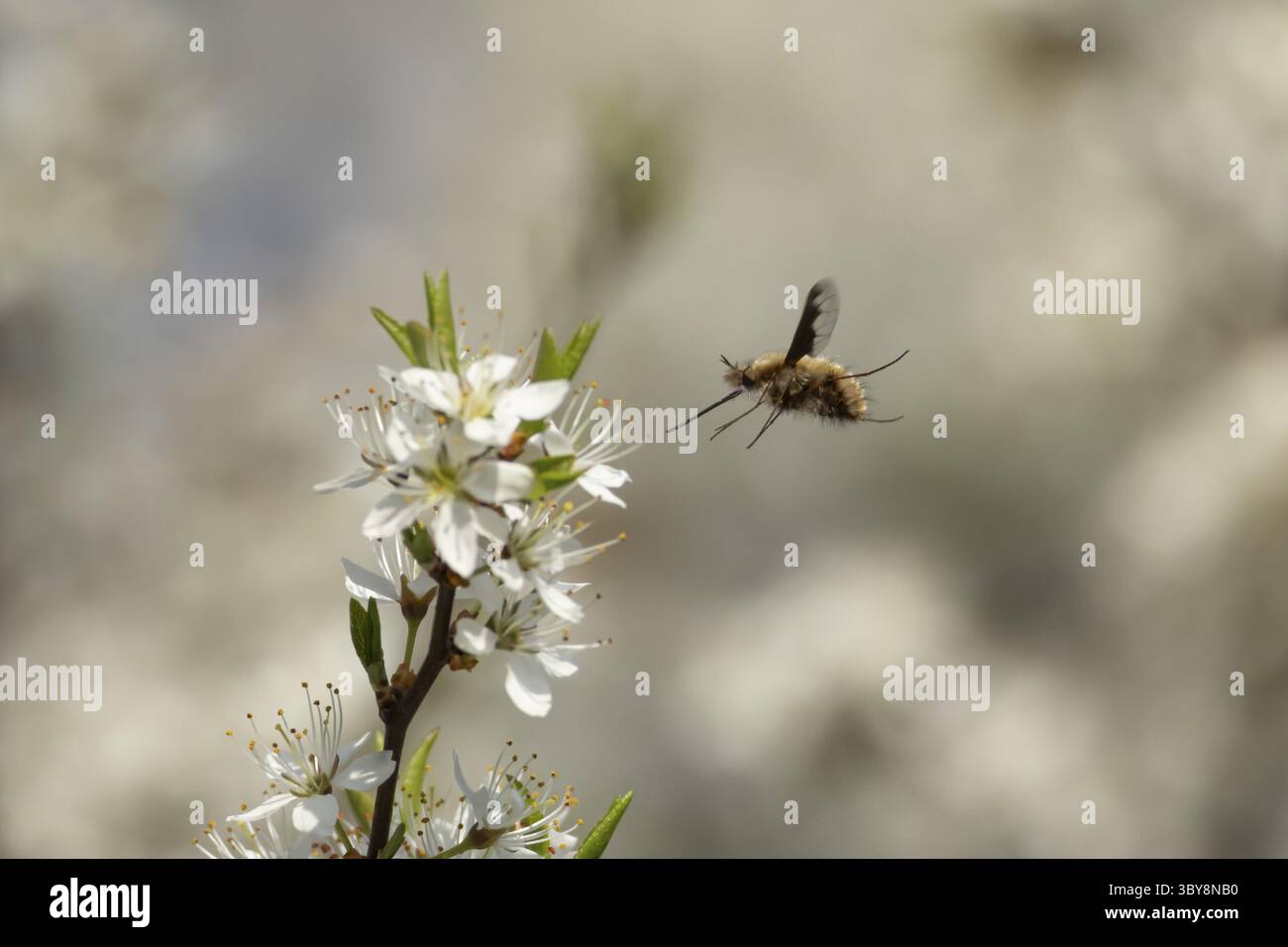 Mouche d'abeille (Bombylius major) insecte adulte volant vers la fleur de Blackthorn au printemps, Angleterre, Royaume-Uni Banque D'Images