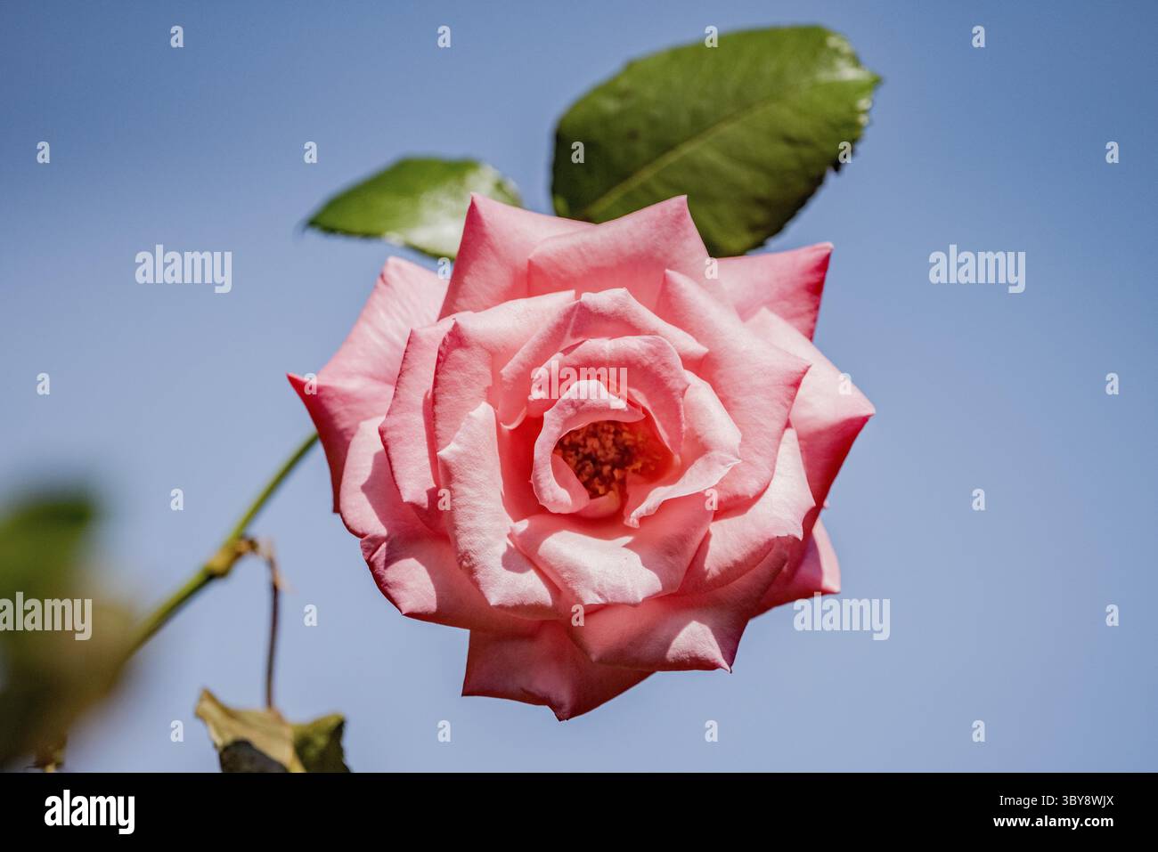 La période de floraison du Bengale a augmenté à la fin de l'été Banque D'Images