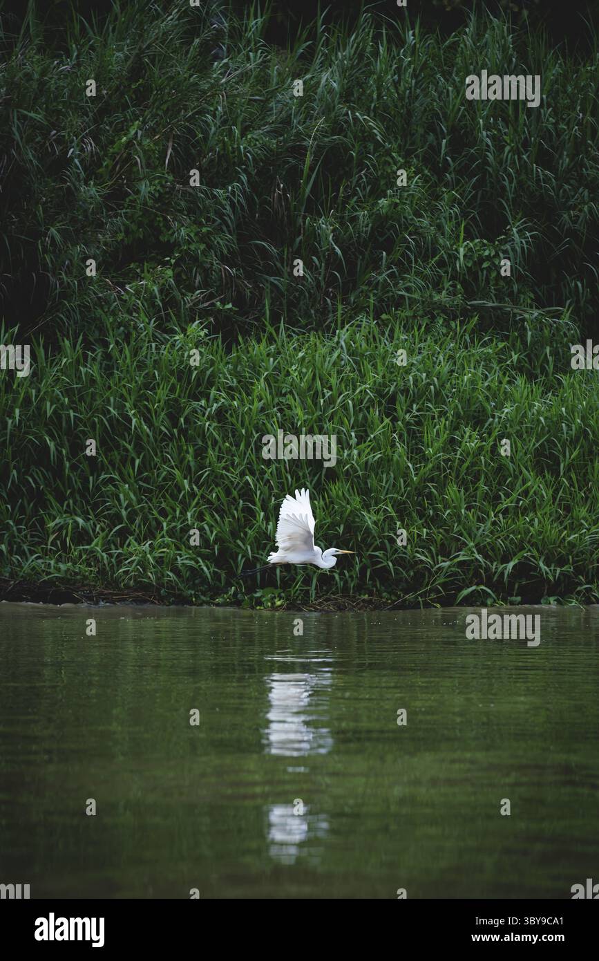 Oiseau de Grande aigrette orientale volant le long du roseau de la rivière Kinabatangan à Sukau, Sabah, Bornéo, Malaisie Banque D'Images
