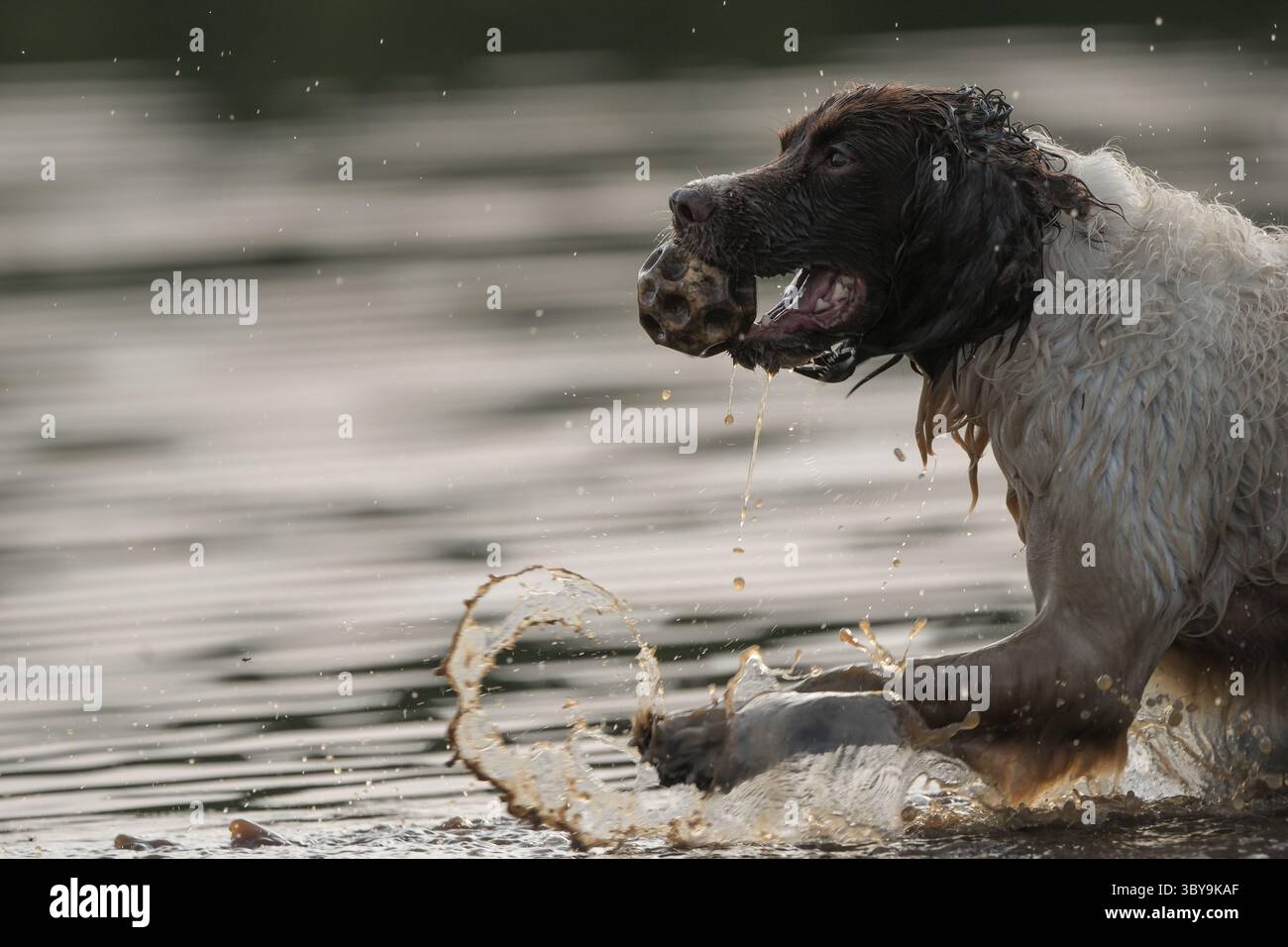 Un épagneul anglais springer dans la boue et l'eau pour aller chercher une balle dans le cadre de l'entraînement et du jeu amusant Banque D'Images