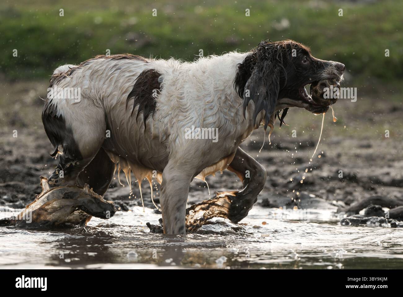 Un épagneul anglais springer dans la boue et l'eau pour aller chercher une balle dans le cadre de l'entraînement et du jeu amusant Banque D'Images