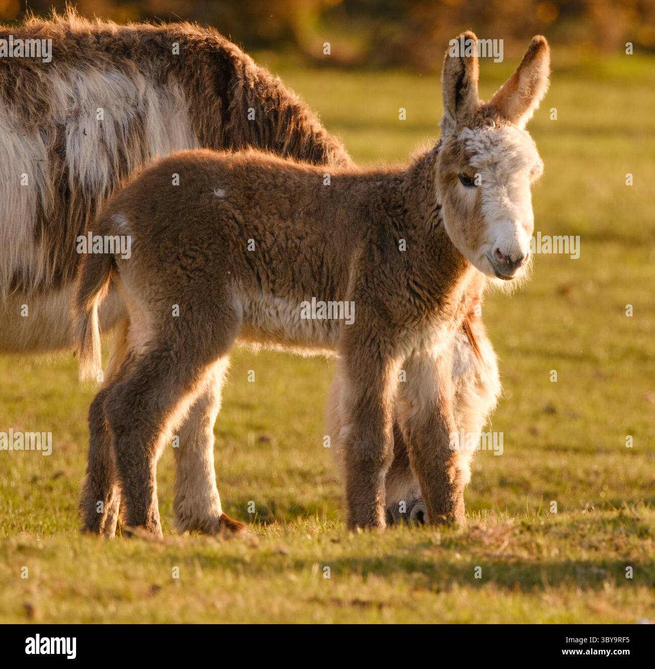 Un mignon petit âne moelleux brun et blanc un soir d'été dans la New Forest Banque D'Images