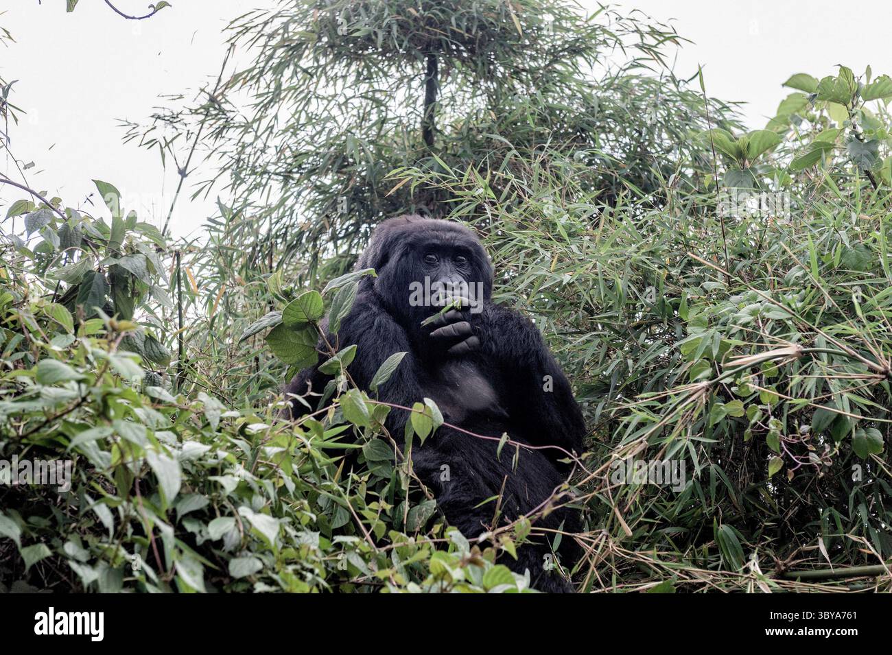 12 janvier 2020, Parc national des volcans, Rwanda, Rwanda : un gorille dans la végétation épaisse de la forêt mange des feuilles de bambou. Sa ressemblance avec l'homme Is.Truly incroyable. Ce spécimen, en fait, a l'apparence d'un homme fumant une cigarette. Le régime alimentaire de ces animaux est principalement.herbivore, il comprend des feuilles, des pousses, des tiges de bambou, des orties, chardons, fruits, racines, écorce tendre, en particulier l'écorce d'eucalyptus qui.répond à leurs besoins en sodium. Il arrive souvent que pour ce besoin en sodium les primates quittent la réserve, risquant leur vie, in.search des plantes d'eucalyptus. (Crédit image : © vit Banque D'Images