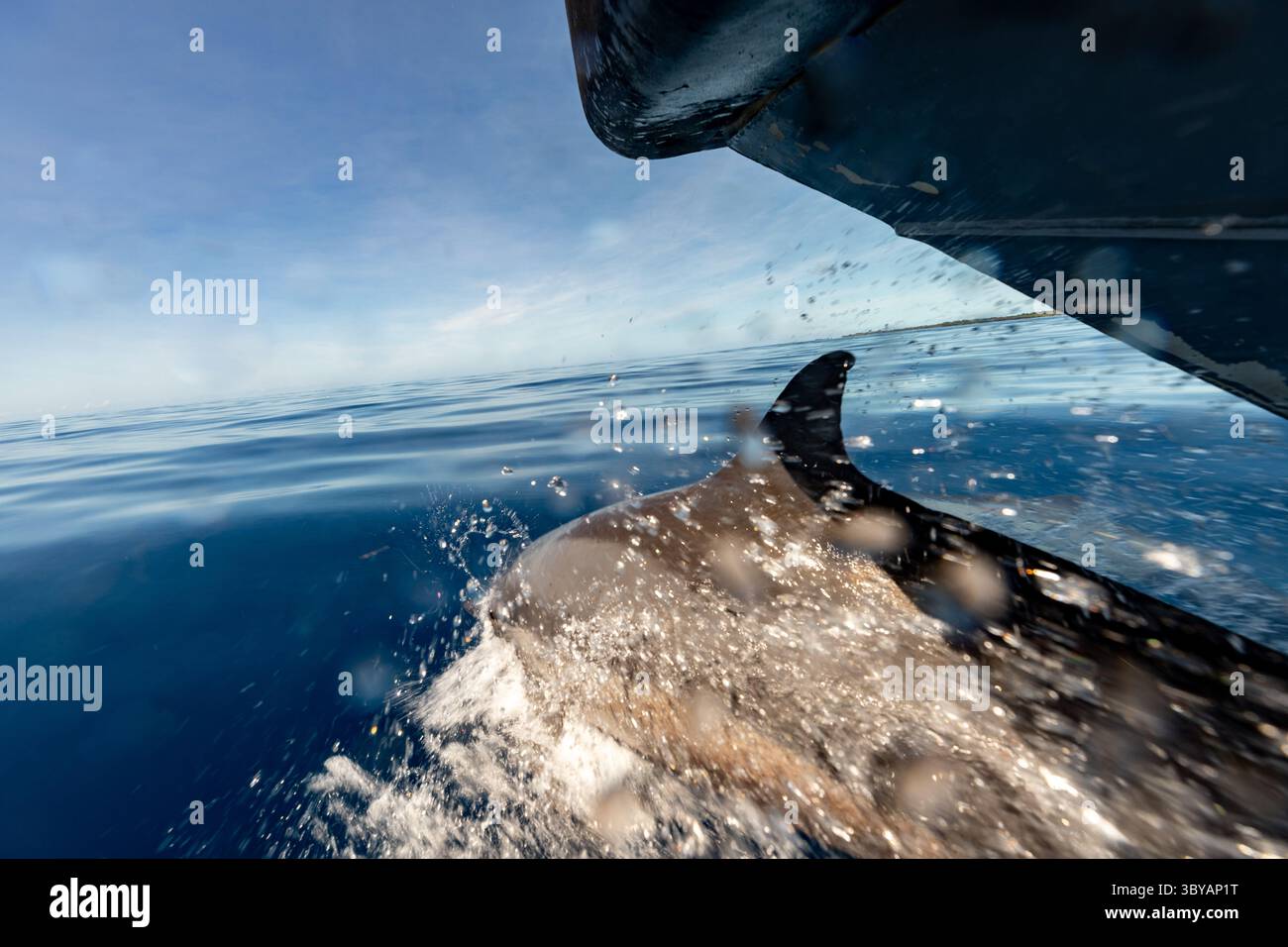 Dauphins sauvages nageant et jouant à la surface dans une eau bleue claire Banque D'Images Dauphins sauvages nageant et jouant à la surface dans une eau bleue claire Banque D'Images