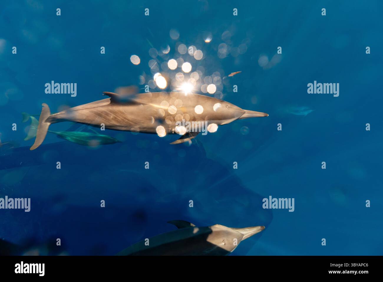 Dauphins sauvages nageant et jouant à la surface dans une eau bleue claire Banque D'Images Dauphins sauvages nageant et jouant à la surface dans une eau bleue claire Banque D'Images