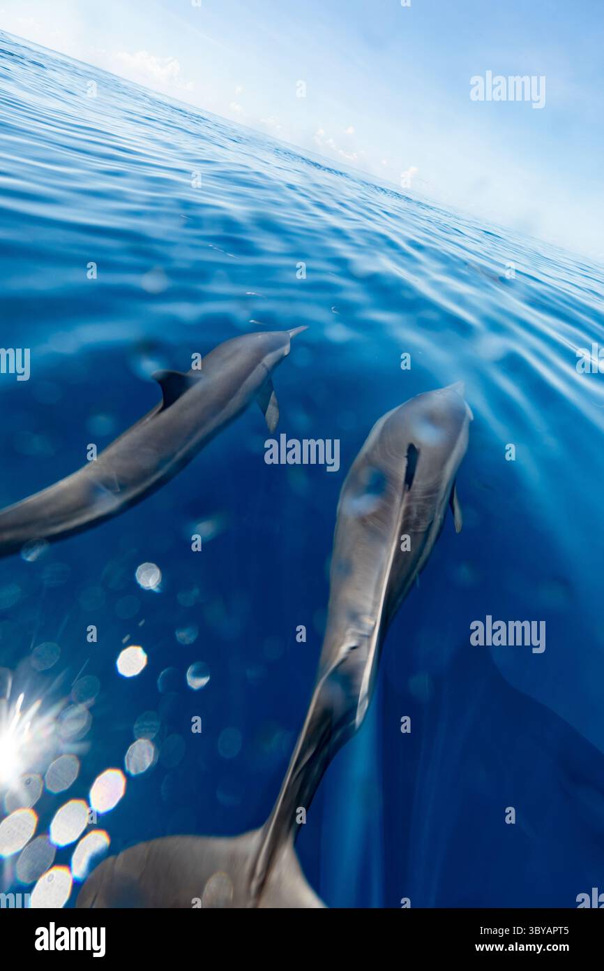 Dauphins sauvages nageant et jouant à la surface dans une eau bleue claire Banque D'Images