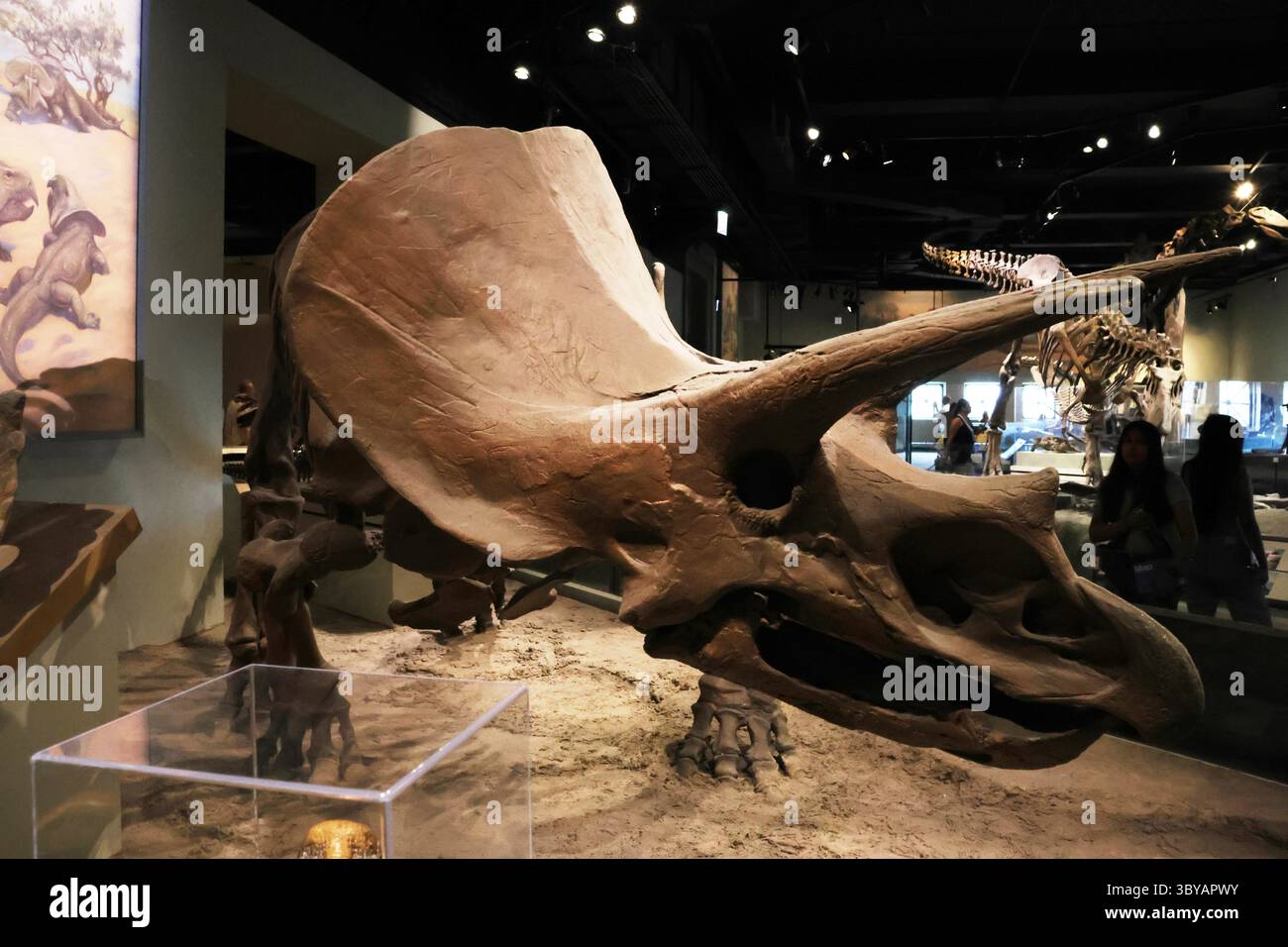 Une vue générale d'un fossile de dinosaure Triceratops exposé au Field Museum de Chicago Illinois, États-Unis Banque D'Images
