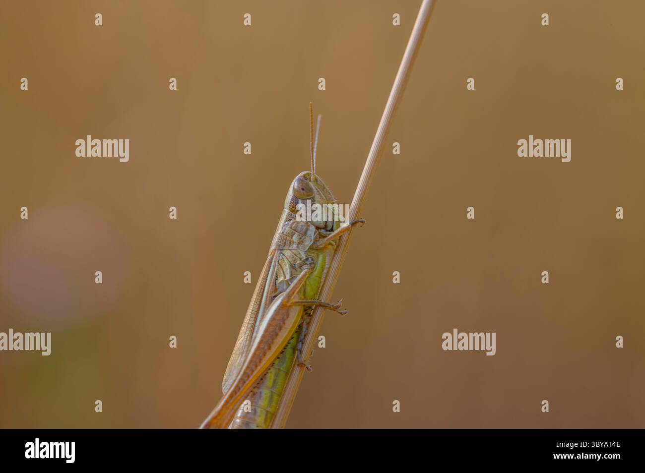 Chorthippus albomarginatus, sauterelle commune des prairies européennes, perché sur une mince tige d'une plante, Toscane, Italie Banque D'Images