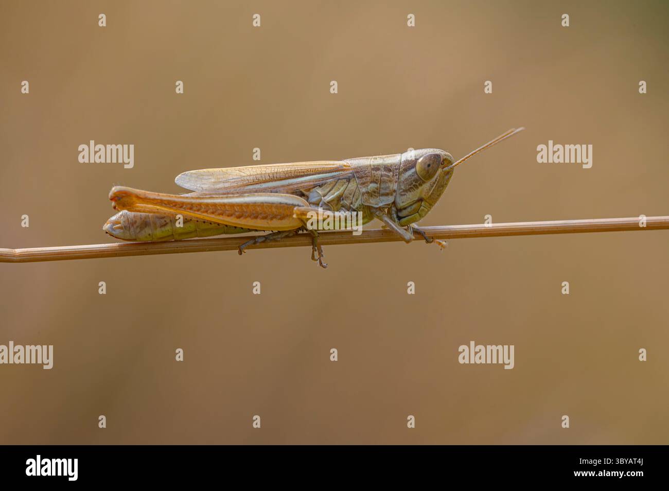 Chorthippus albomarginatus, sauterelle commune des prairies européennes, perché sur une mince tige d'une plante, Toscane, Italie Banque D'Images