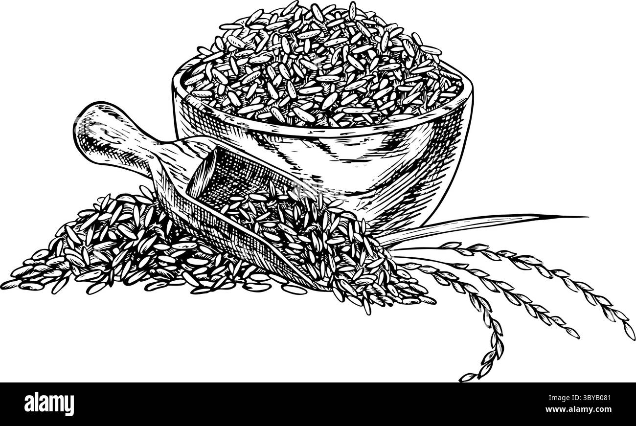 Riz ou avoine, blé ou seigle dans un bol en bois, avec des tiges de riz à côté. Graphiques en noir et blanc, illustrations vectorielles. Elément de conception pour menus Illustration de Vecteur