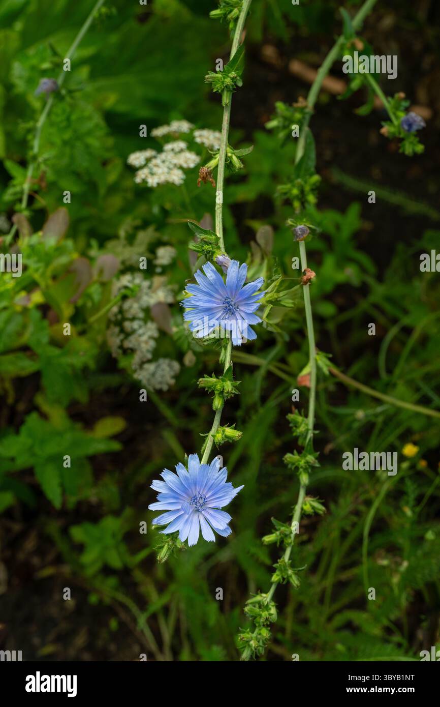 Usine de Cichorium intybus. Fleur de chicorée commune. (Cichorium intybus) Banque D'Images