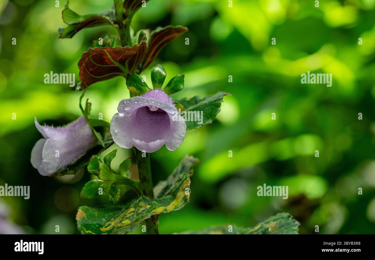 Fleur violette sur une plante gloxinia perennis dans un jardin Banque D'Images