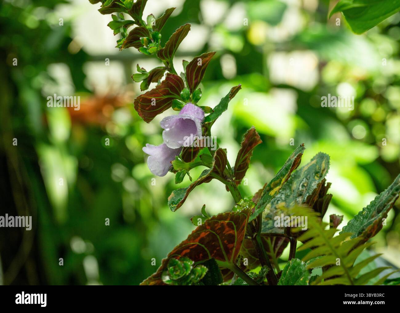 Fleur violette sur une plante gloxinia perennis dans un jardin Banque D'Images