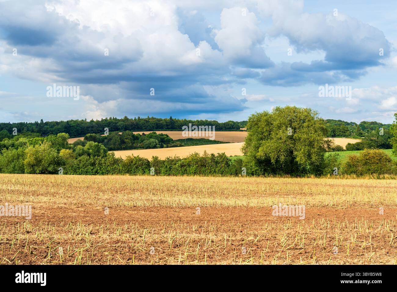 Champ rural avec chaume de colza après la récolte de la fleur séchée Banque D'Images