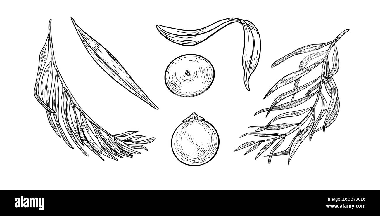 Clipart de baies d'açai, feuilles de palmier noir blanc illustration vectorielle isolée sur blanc. Superfood baies violettes, frondes de palmier contour dessiné à la main Illustration de Vecteur