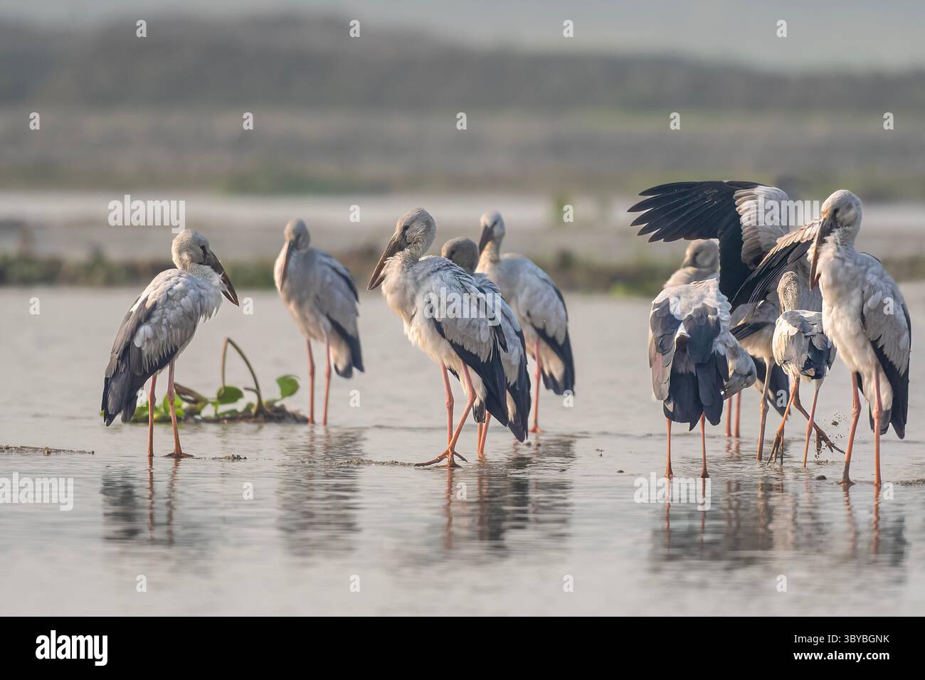 Un groupe serein de cigognes asiatiques Openbill (Anastomus oscitans) se dresse gracieusement dans les eaux peu profondes pendant les premières heures de la journée. Banque D'Images