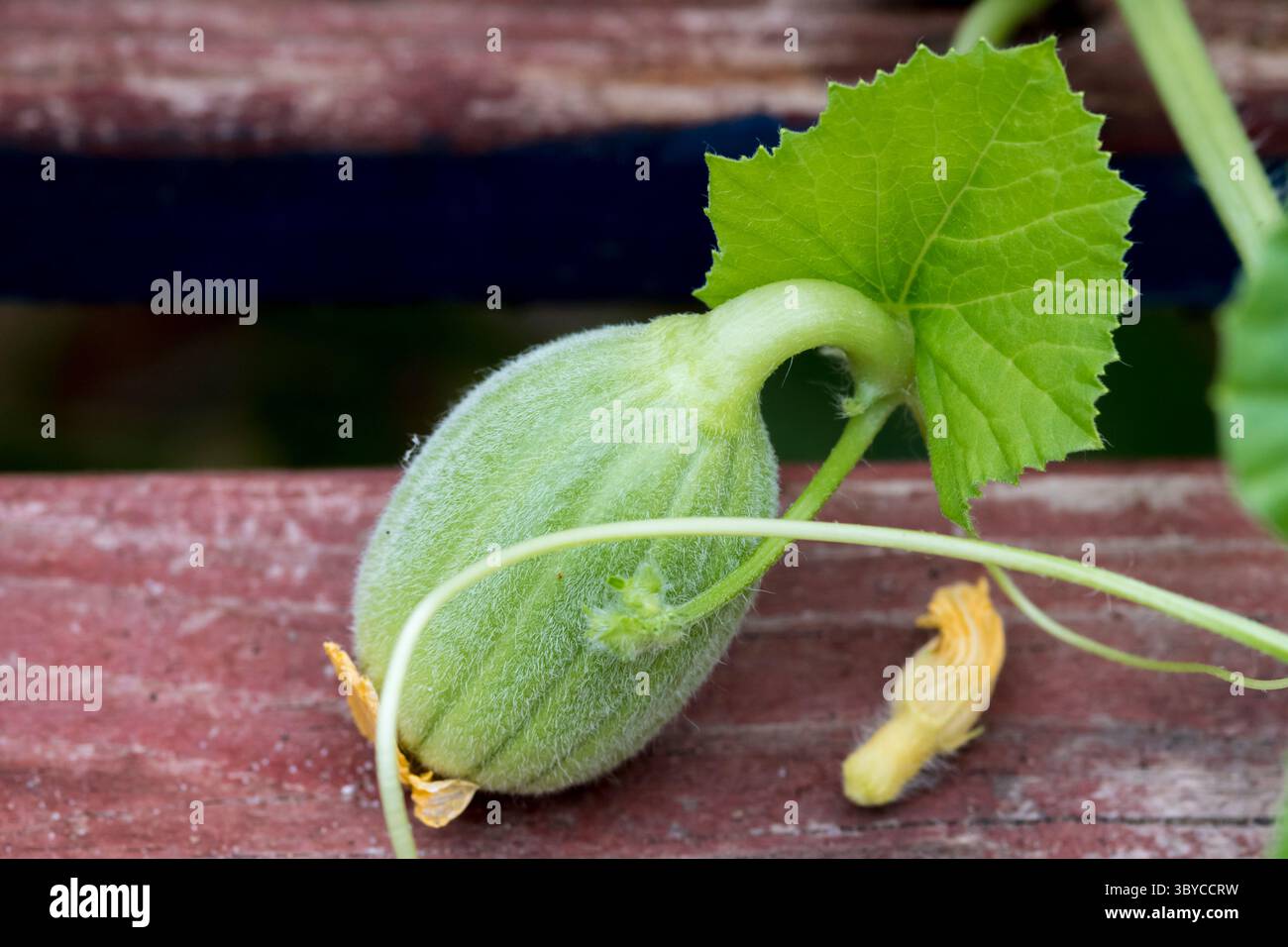 Très petit melon charentais, Cucumis melo, qui commence à pousser en serre. Banque D'Images