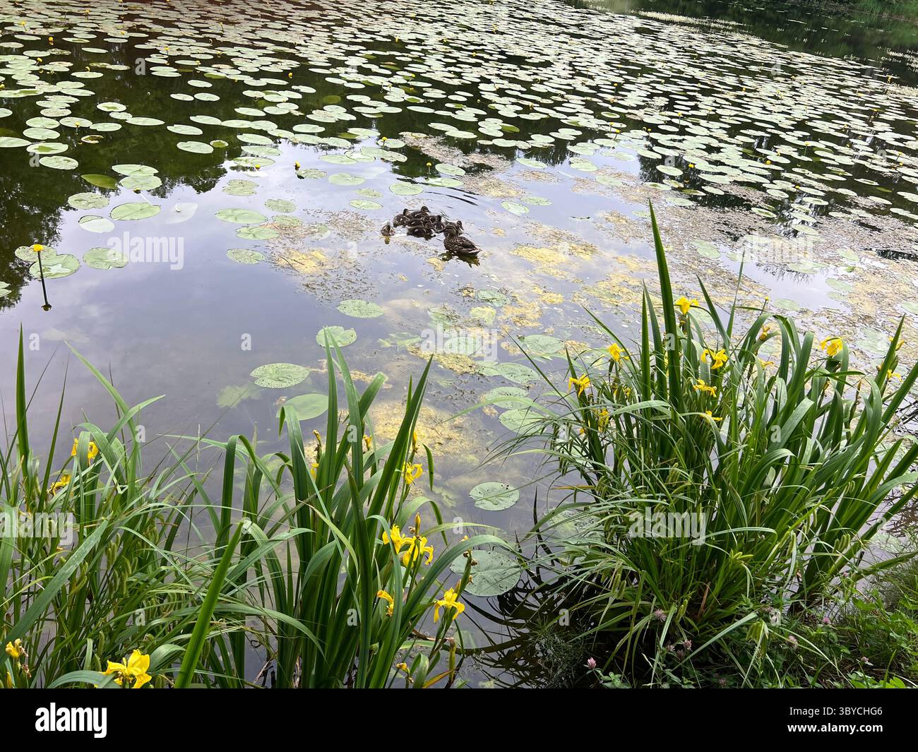 Étang d'été serein au jardin botanique de Vilnius, Lituanie, avec iris jaunes vibrants, nénuphars flottants et une charmante famille de canards. Nature - Image de stock capturée avec un smartphone