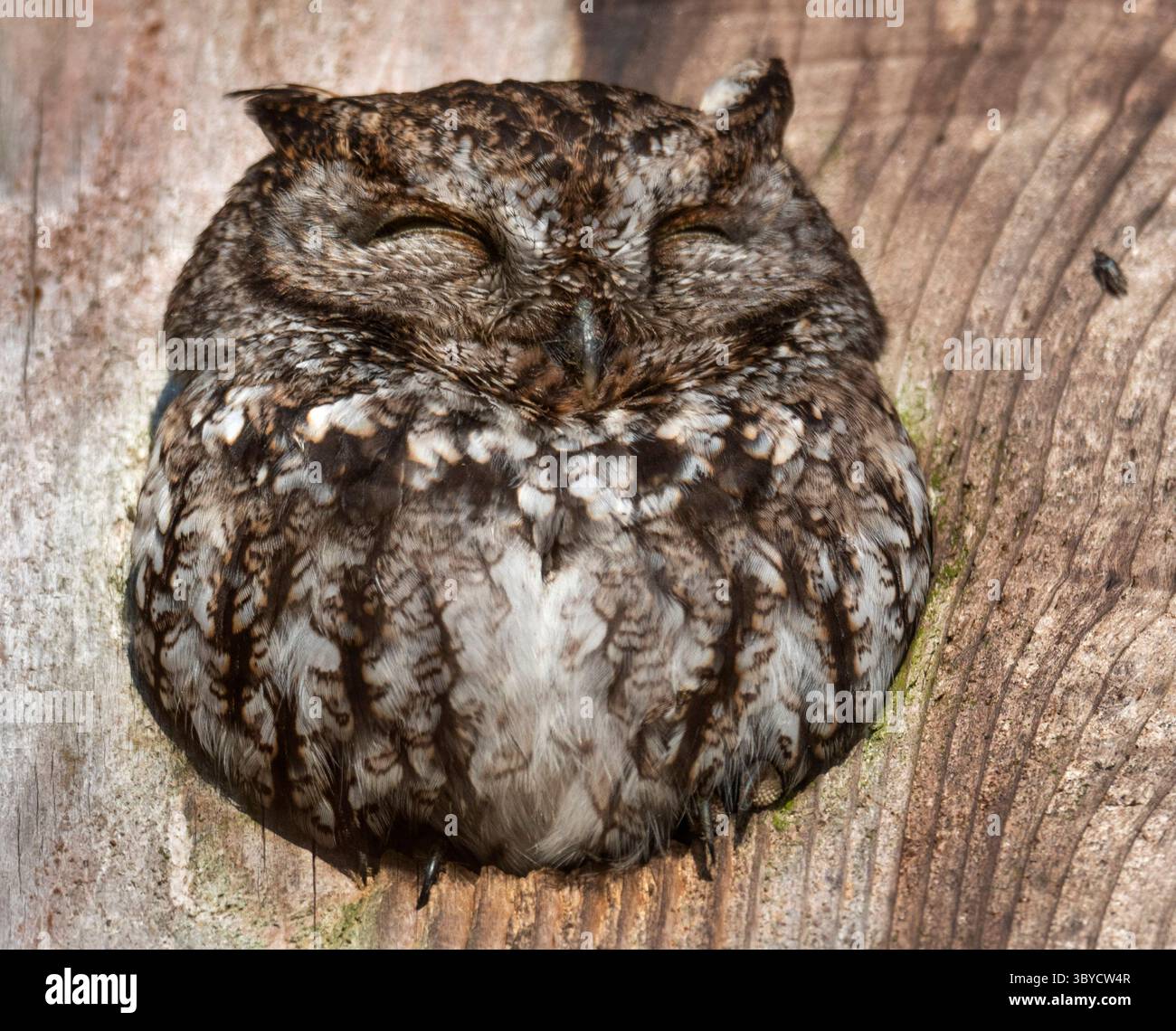 25 février 2022, Sutherlin, Oregon, États-Unis : une chouette sauvage de l'ouest sieste un après-midi ensoleillé tout en étant perché dans l'ouverture de son nichoir dans un arbre le long d'une route de campagne près d'Elkton dans l'ouest rural de l'Oregon. Selon allaboutbirds.com, les choux hurlants de l'Ouest ne crient pas vraiment ; ils font une série accélérée de toots creux. La partie Ã’screechÃ“ de son nom convient mieux au Screech-Owl oriental étroitement lié. (Crédit image : © Robin Loznak/ZUMA Press Wire) Banque D'Images