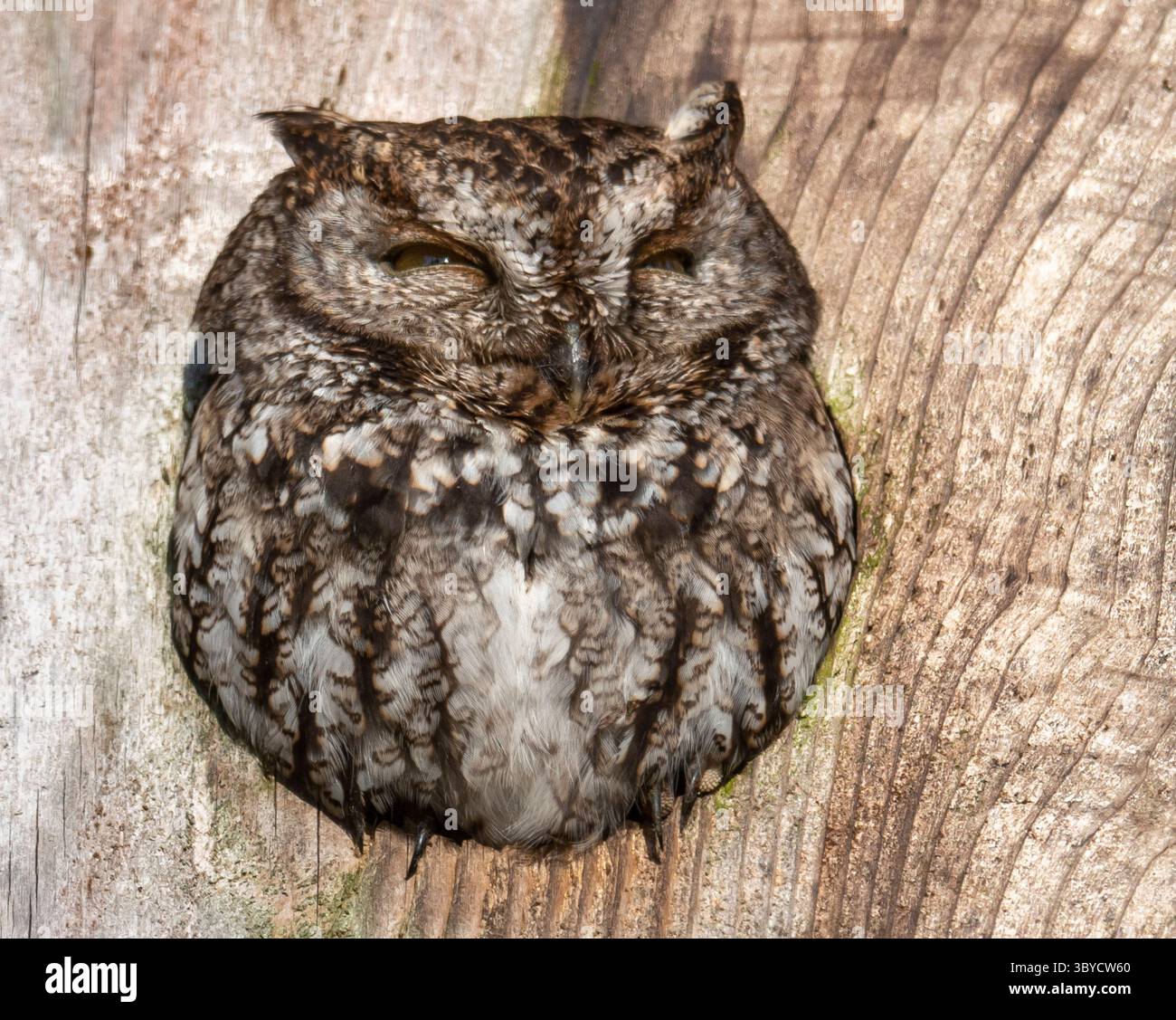 25 février 2022, Sutherlin, Oregon, États-Unis : une chouette sauvage de l'ouest sieste un après-midi ensoleillé tout en étant perché dans l'ouverture de son nichoir dans un arbre le long d'une route de campagne près d'Elkton dans l'ouest rural de l'Oregon. Selon allaboutbirds.com, les choux hurlants de l'Ouest ne crient pas vraiment ; ils font une série accélérée de toots creux. La partie Ã’screechÃ“ de son nom convient mieux au Screech-Owl oriental étroitement lié. (Crédit image : © Robin Loznak/ZUMA Press Wire) Banque D'Images