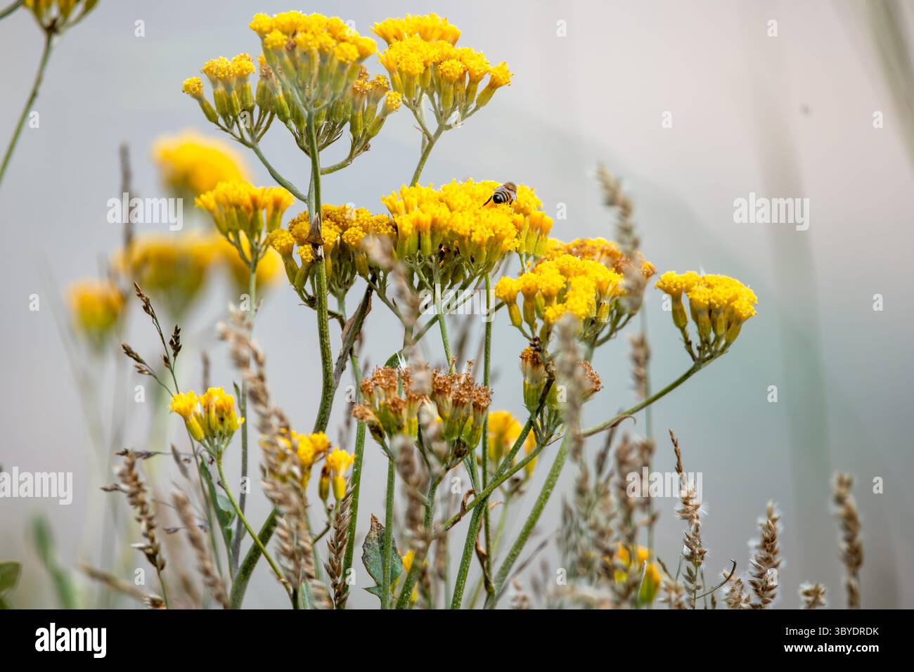 Fleur jaune et abeille Banque D'Images