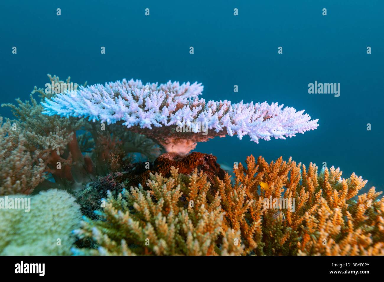 Un corail de table blanchi se trouve au-dessus du corail sain, indiquant les effets du changement climatique sur les écosystèmes marins. Banque D'Images Un corail de table blanchi se trouve au-dessus du corail sain, indiquant les effets du changement climatique sur les écosystèmes marins. Banque D'Images