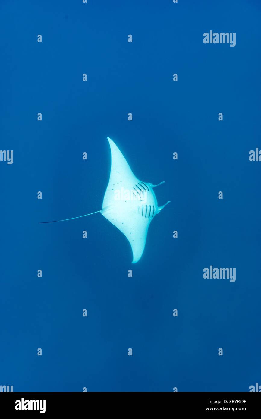 Grand Manta Ray nageant et faisant des rouleaux de tonneau dans l'eau tropicale bleu clair Banque D'Images Grand Manta Ray nageant et faisant des rouleaux de tonneau dans l'eau tropicale bleu clair Banque D'Images