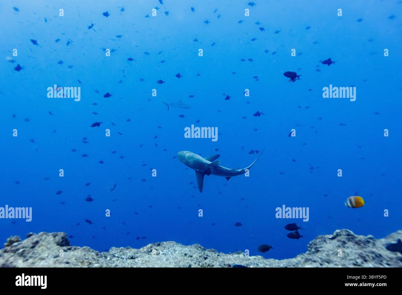 Un requin nage dans l'océan entouré de petits poissons, chassant ou patrouillant probablement son territoire. Banque D'Images Un requin nage dans l'océan entouré de petits poissons, chassant ou patrouillant probablement son territoire. Banque D'Images