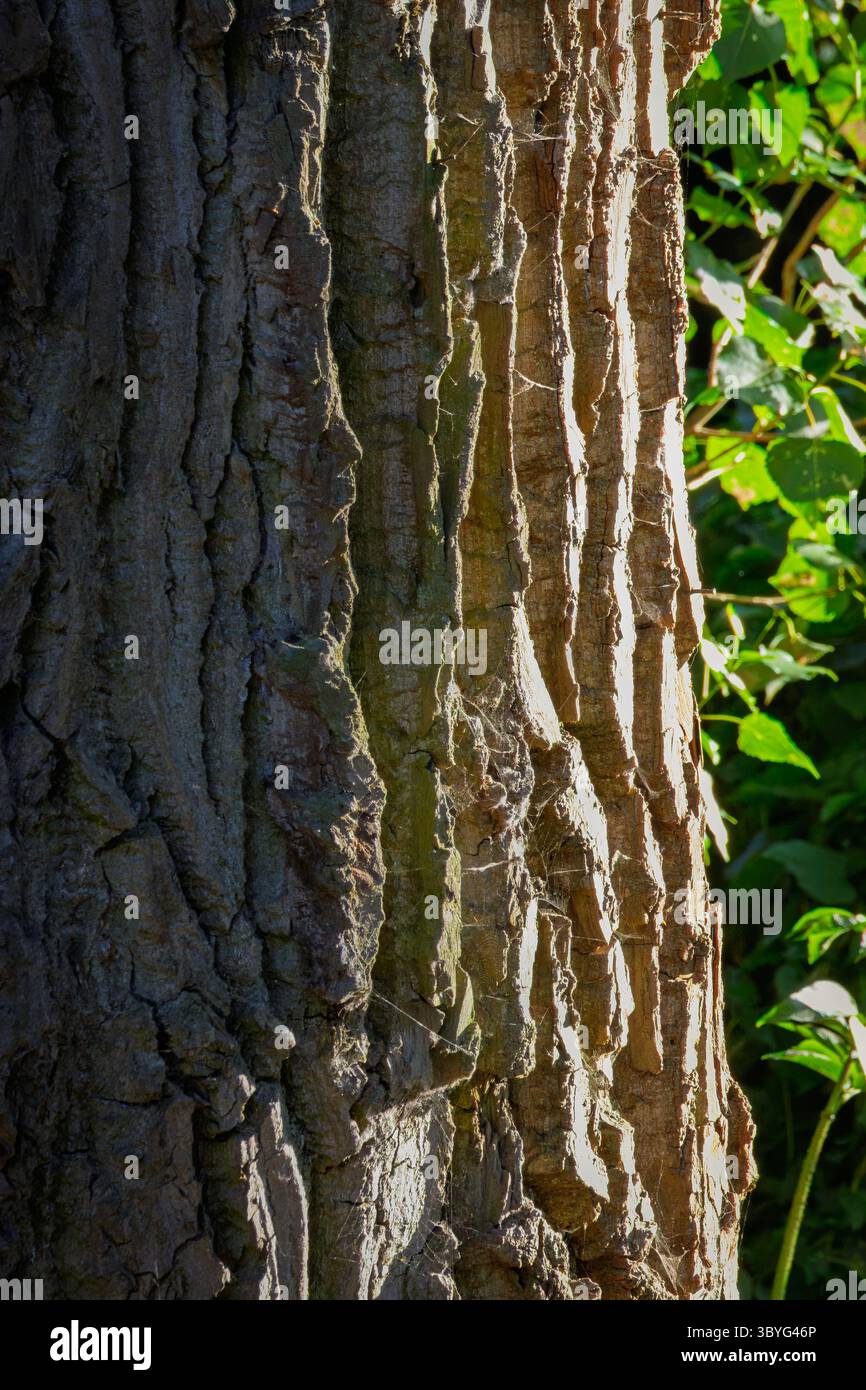 Tronc d'Aspen (Populus tremula), Bedworth Sloughs, juillet 2025 Banque D'Images