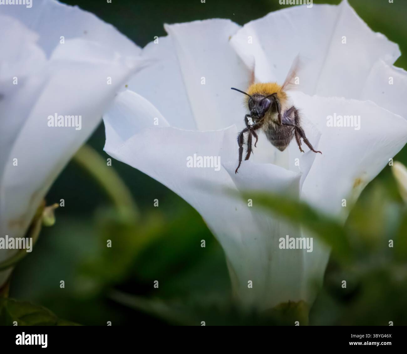 Rugosa Alba, Hedging Rose, Bedworth Sloughs juillet 2025 Banque D'Images