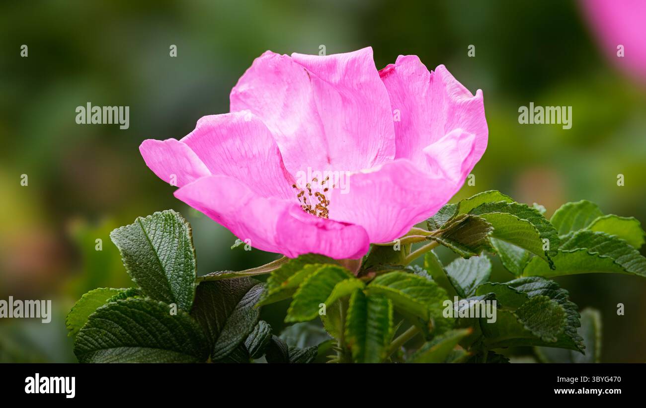 Dog Rose (Rosa canina), Bedworth Sloughs, Warwickshire, juillet 2025 Banque D'Images