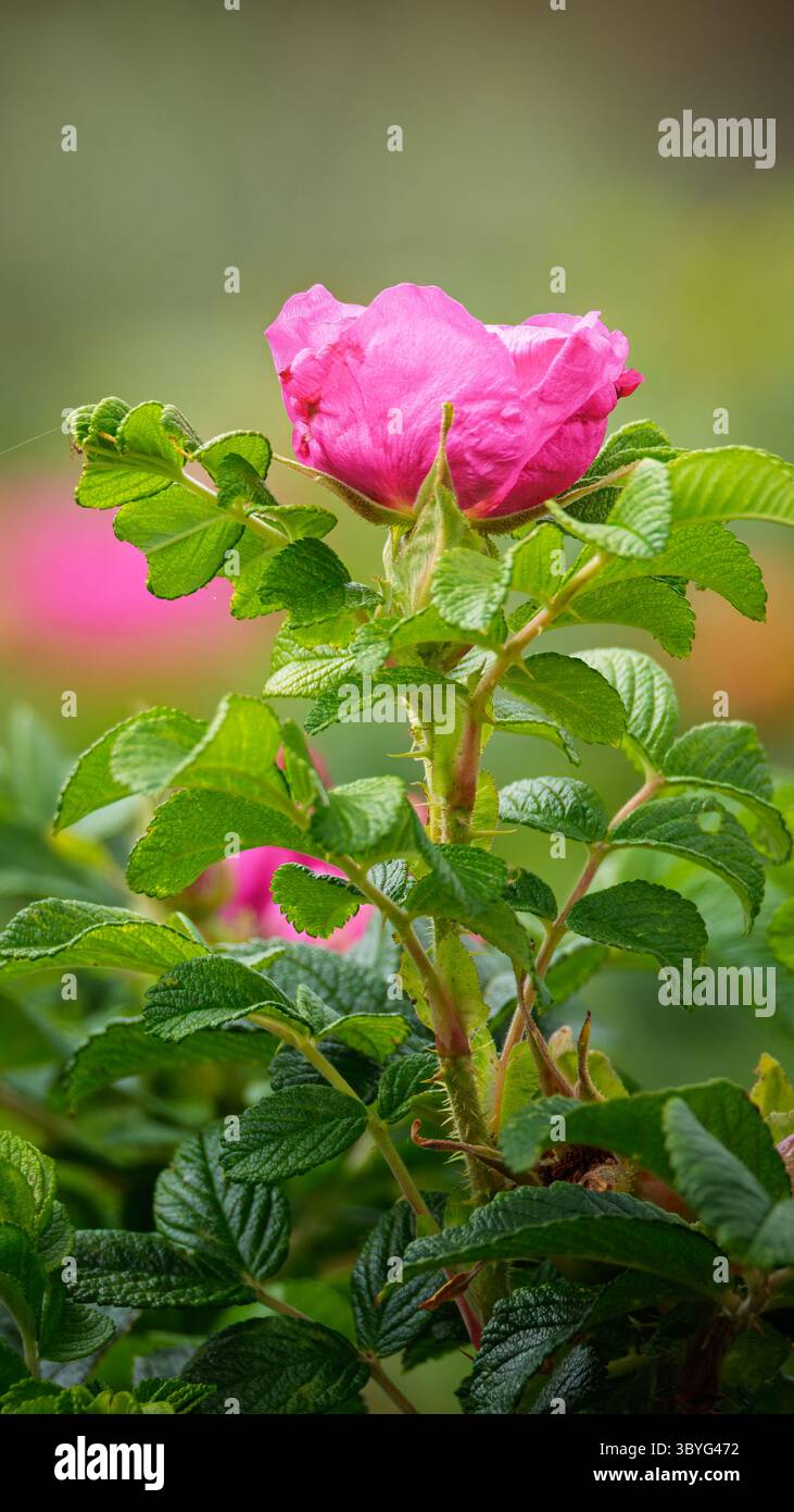Dog Rose (Rosa canina), Bedworth Sloughs, Warwickshire, juillet 2025 Banque D'Images