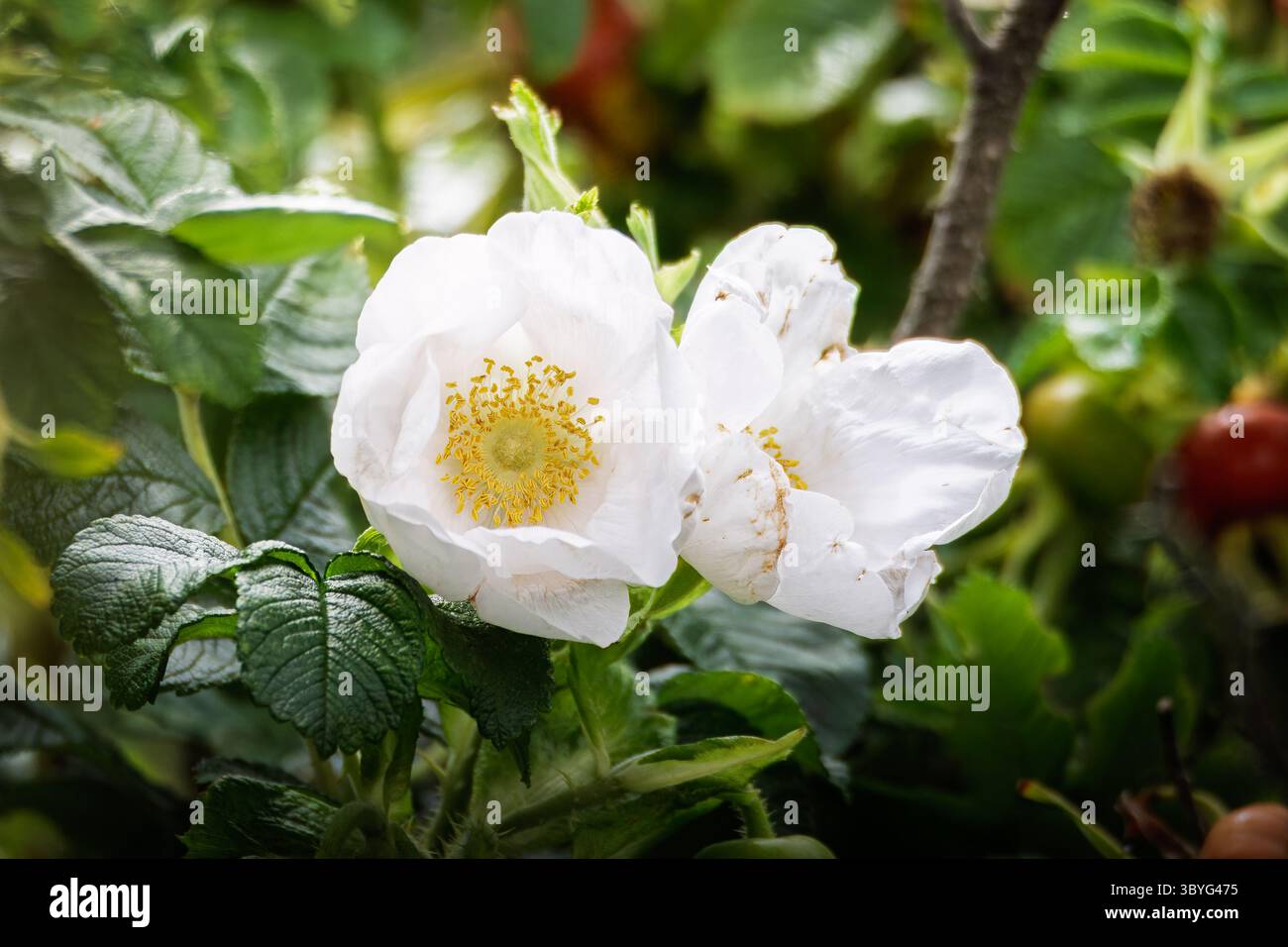 Rugosa Alba, Hedging Rose, Bedworth Sloughs juillet 2025 Banque D'Images