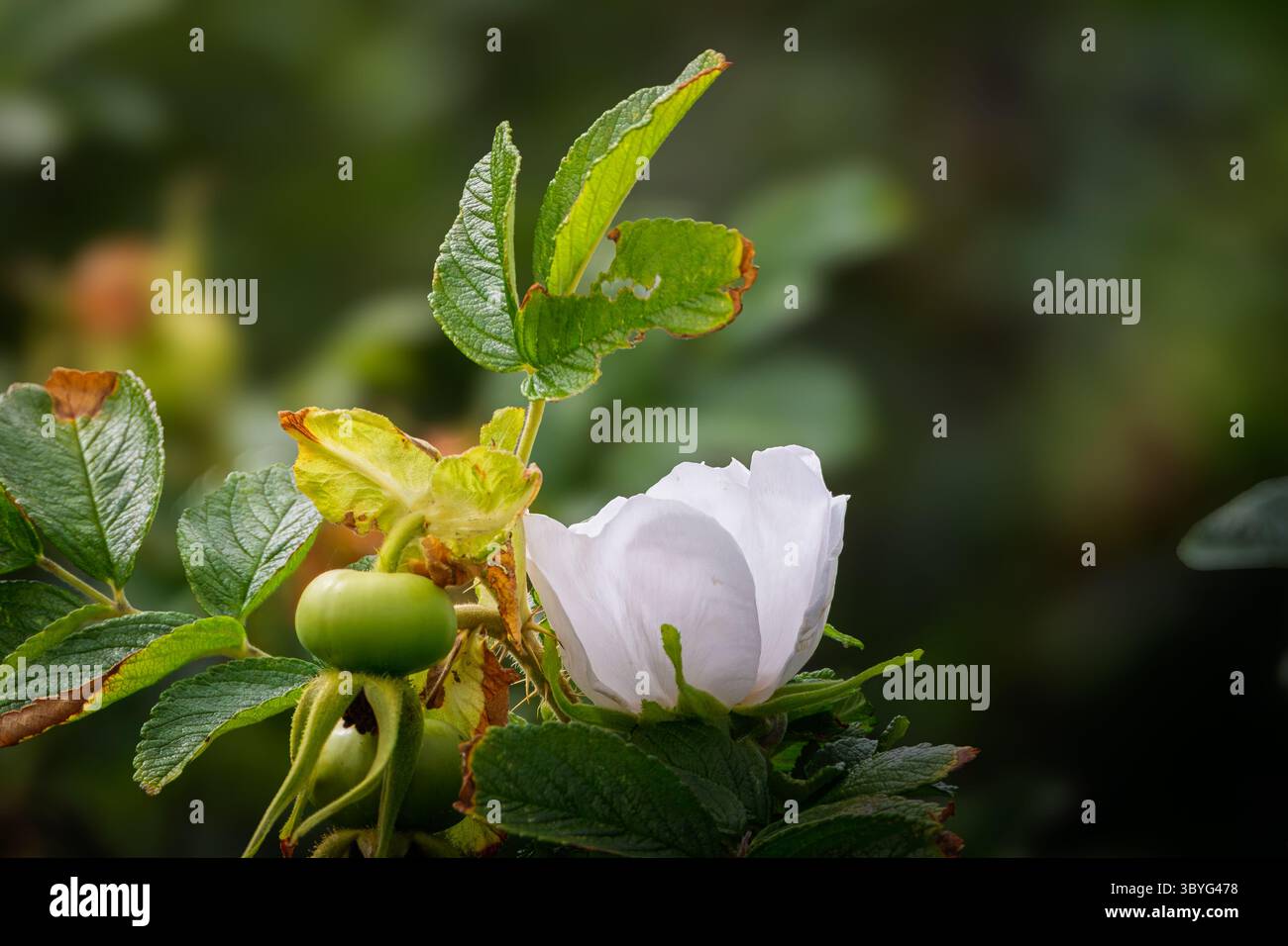 Rugosa Alba, Hedging Rose, Bedworth Sloughs juillet 2025 Banque D'Images
