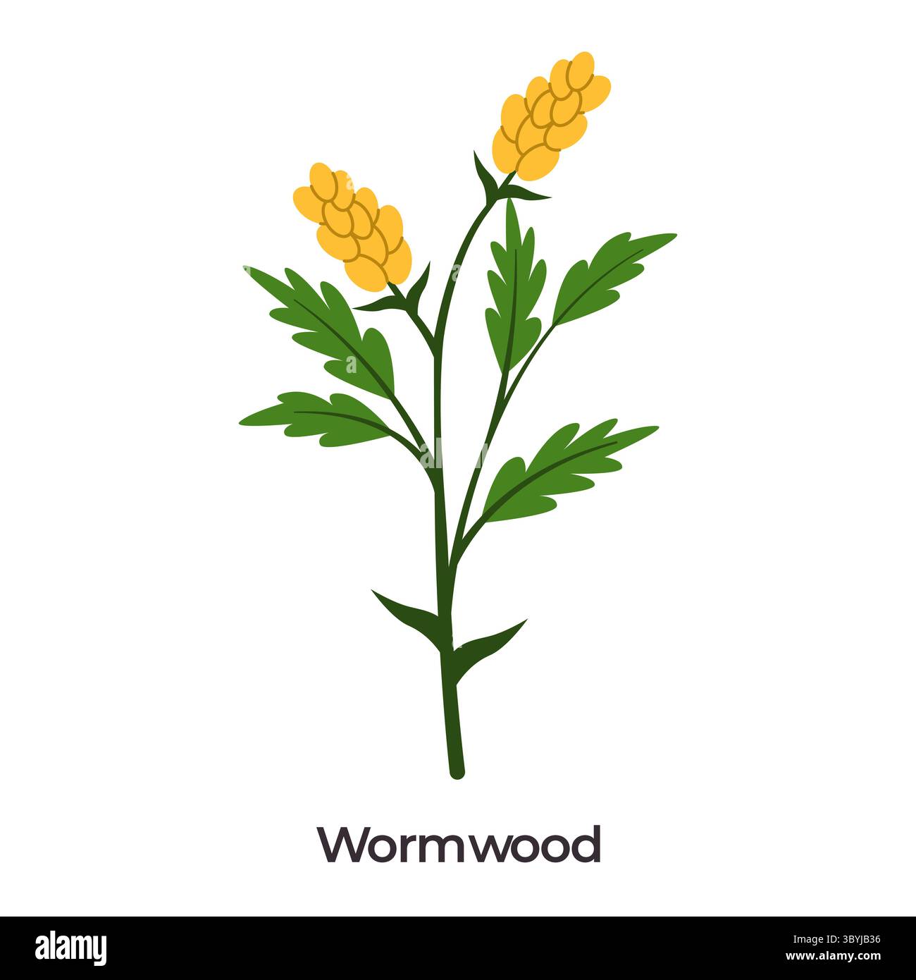 Illustration de Wormwood Artemisia absinthium feuilles vertes plumeuses et épis de fleurs groupées or jaunâtre sur un fond blanc souvent utilisé dans Illustration de Vecteur