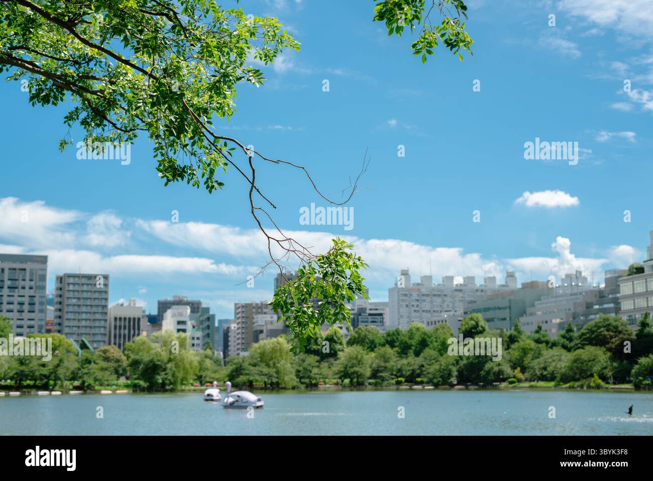 Été de l'étang Shinobazu du parc Ueno à Tokyo, Japon Banque D'Images
