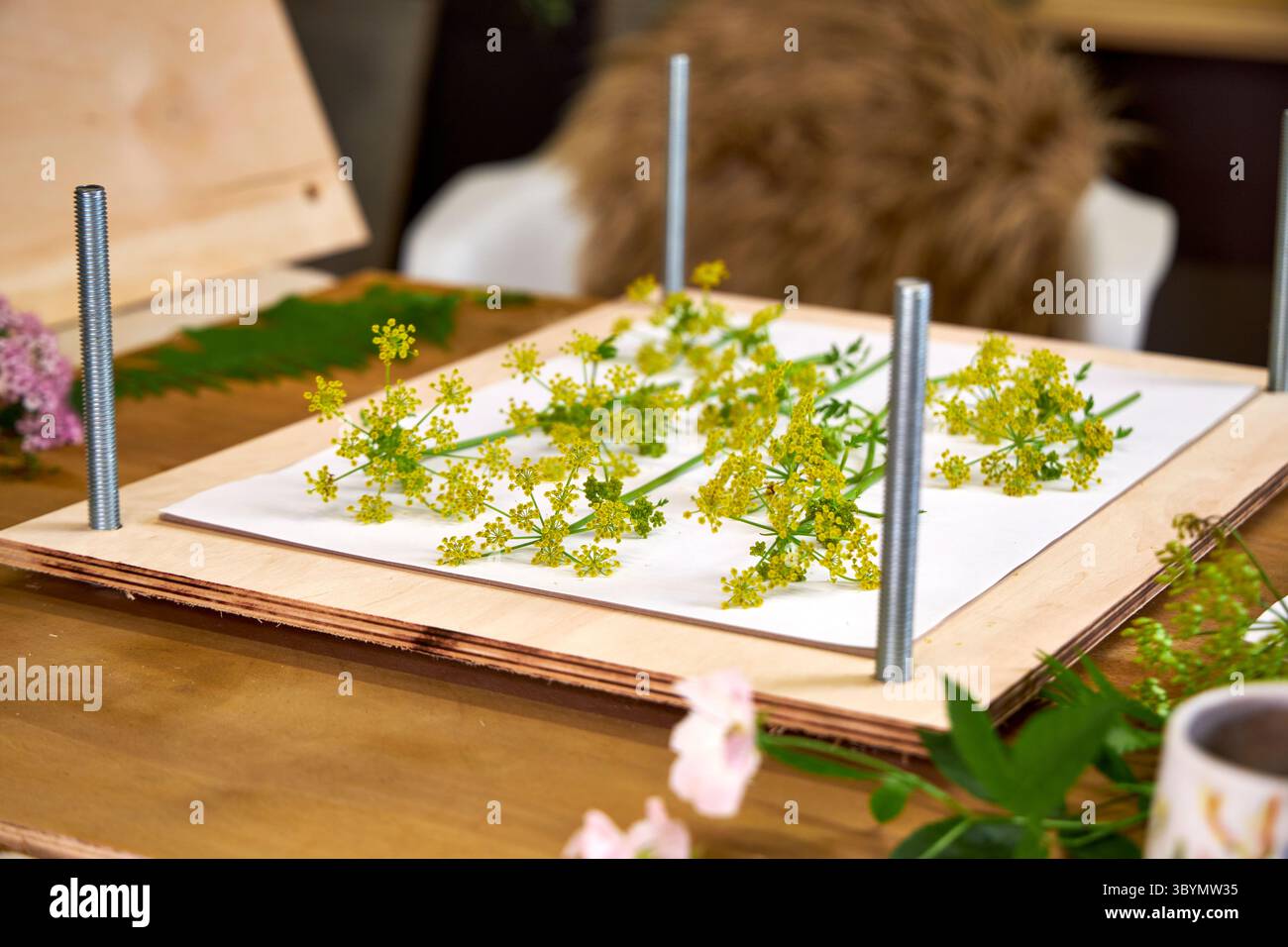 Gros plan de fleurs sauvages jaunes disposées dans un pressoir pour l'artisanat d'herbier. Étape dans le processus de pressage botanique, activités écologiques et créatives Banque D'Images