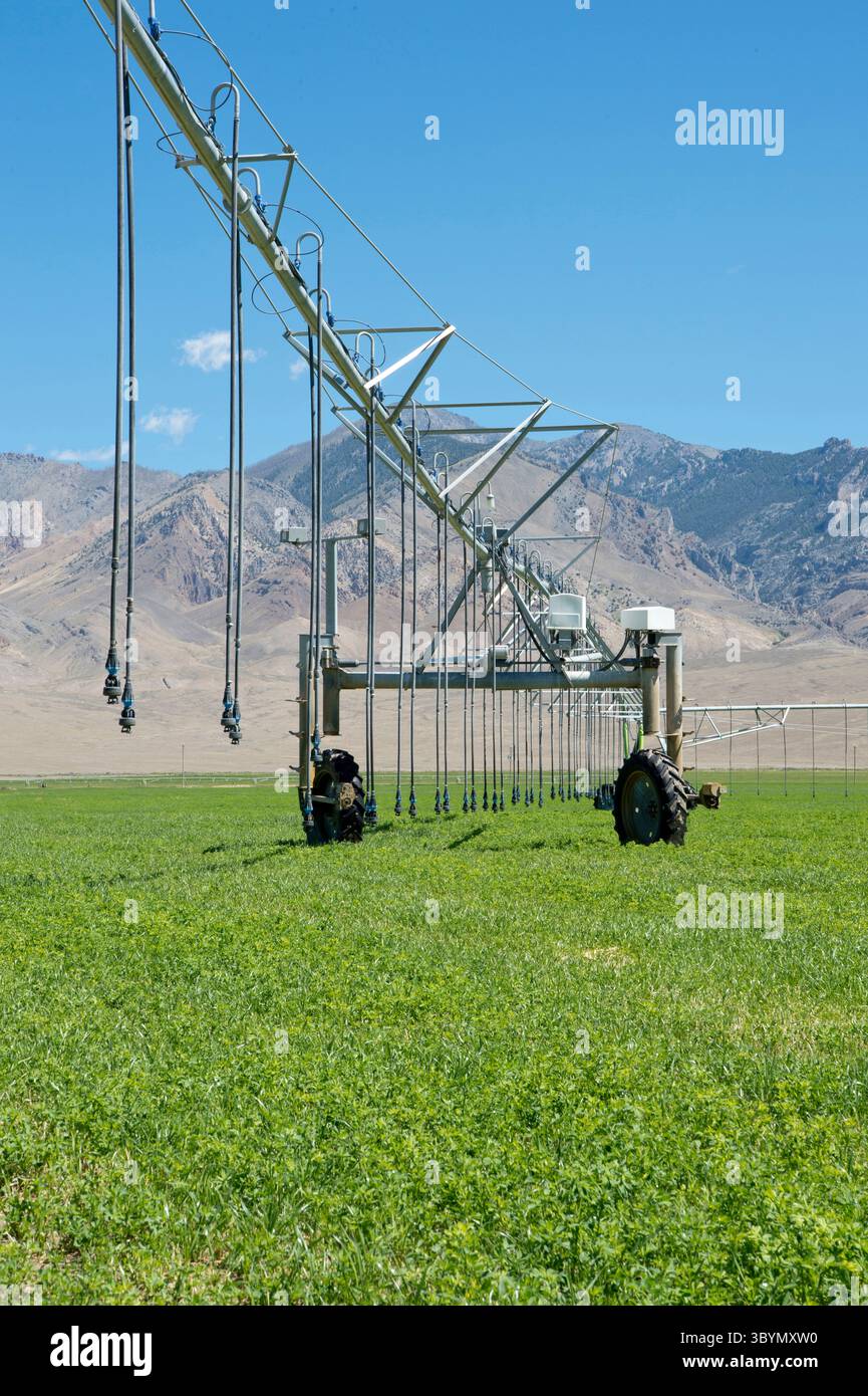 Irrigation à pivot central sur un champ de luzerne dans le centre-sud de l'Idaho Banque D'Images