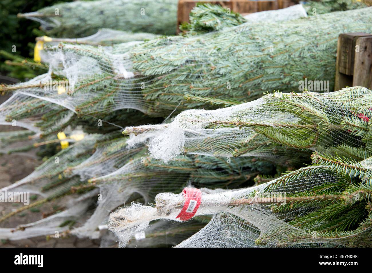Pile de sapins de Noël enveloppés dans un filet prêt à la vente Banque D'Images