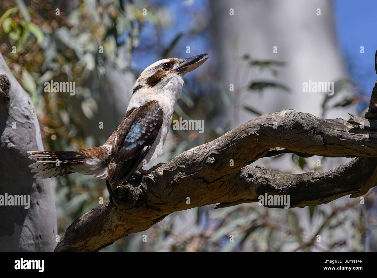 Un kookaburra est assis sur une branche robuste à Dead Mans Gully, Gawler, Australie méridionale. L'oiseau, connu pour son appel distinctif, est au milieu des arbres d'eucalyptus Banque D'Images